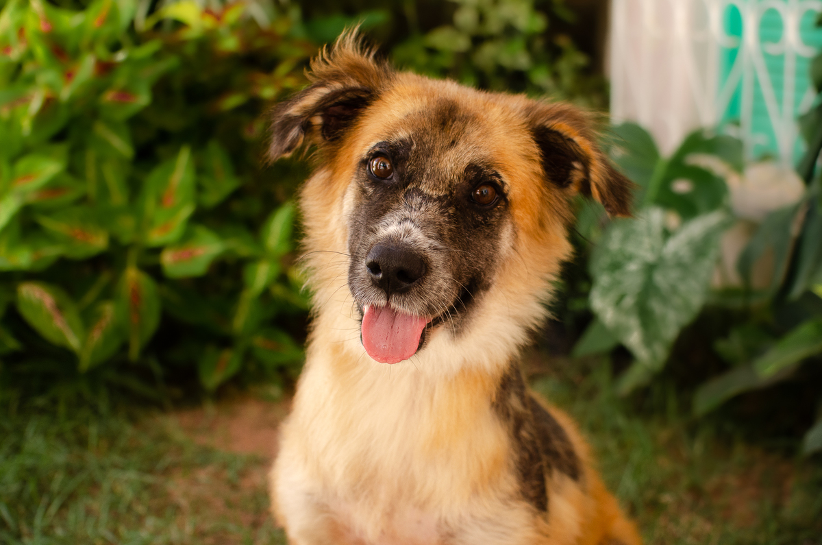 ensaio pet em natal, cachorro, fotografia de animais, fotografia pet em natal rn, fotografa pet, fotografa de cachorro, natal rn, adote um amor, goodala burguer
