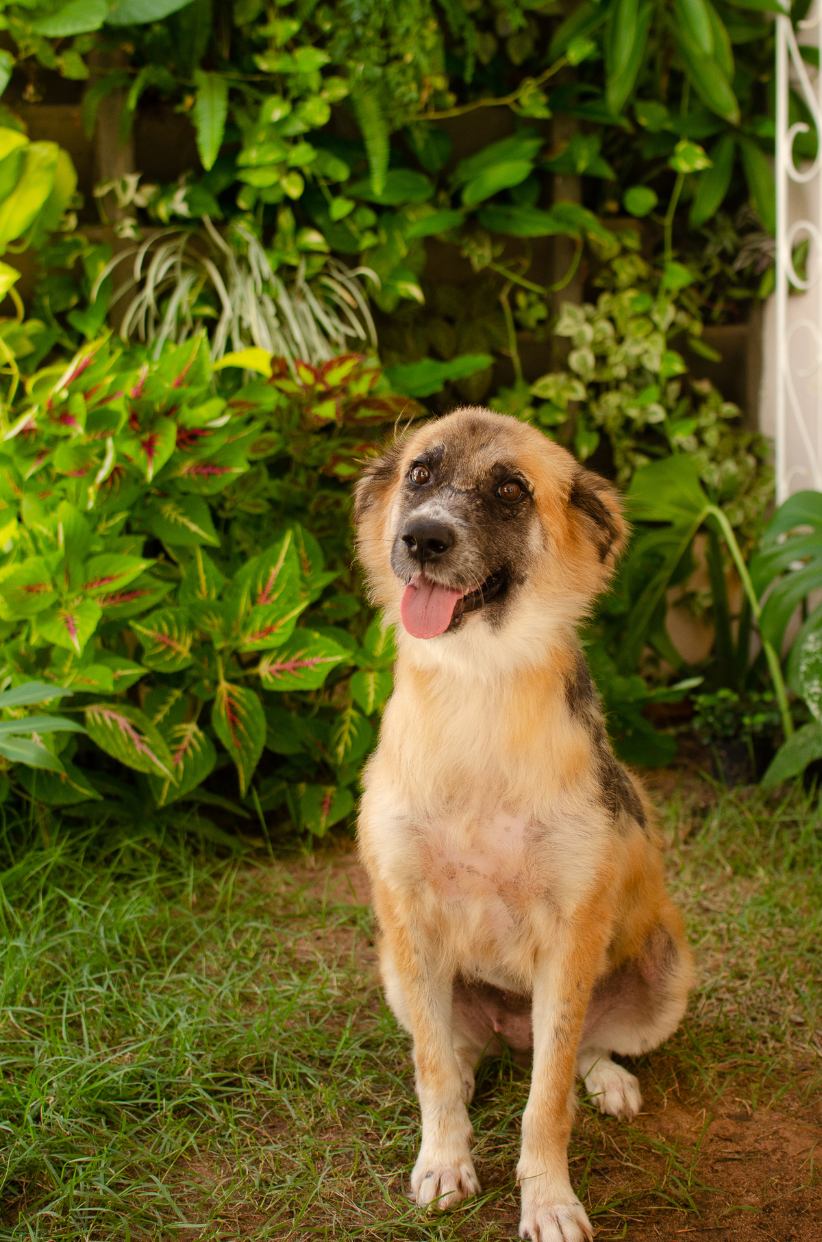ensaio pet em natal, cachorro, fotografia de animais, fotografia pet em natal rn, fotografa pet, fotografa de cachorro, natal rn, adote um amor, goodala burguer