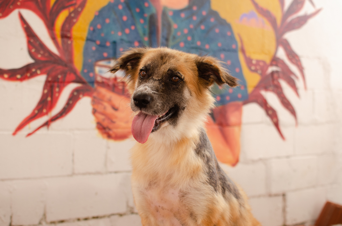 ensaio pet em natal, cachorro, fotografia de animais, fotografia pet em natal rn, fotografa pet, fotografa de cachorro, natal rn, adote um amor, goodala burguer