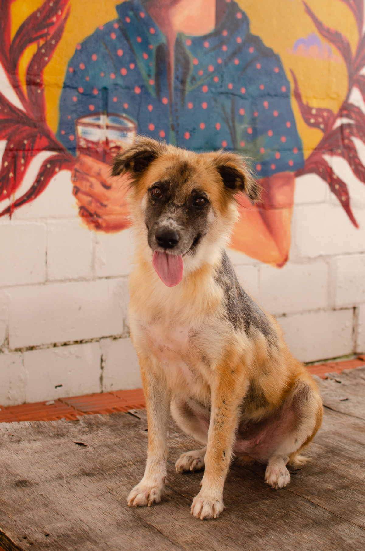 ensaio pet em natal, cachorro, fotografia de animais, fotografia pet em natal rn, fotografa pet, fotografa de cachorro, natal rn, adote um amor, goodala burguer