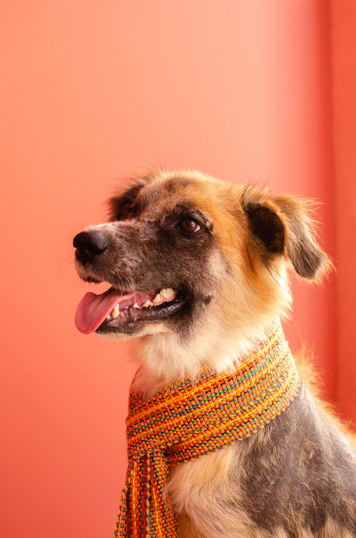 ensaio pet em natal, cachorro, fotografia de animais, fotografia pet em natal rn, fotografa pet, fotografa de cachorro, natal rn, adote um amor, goodala burguer