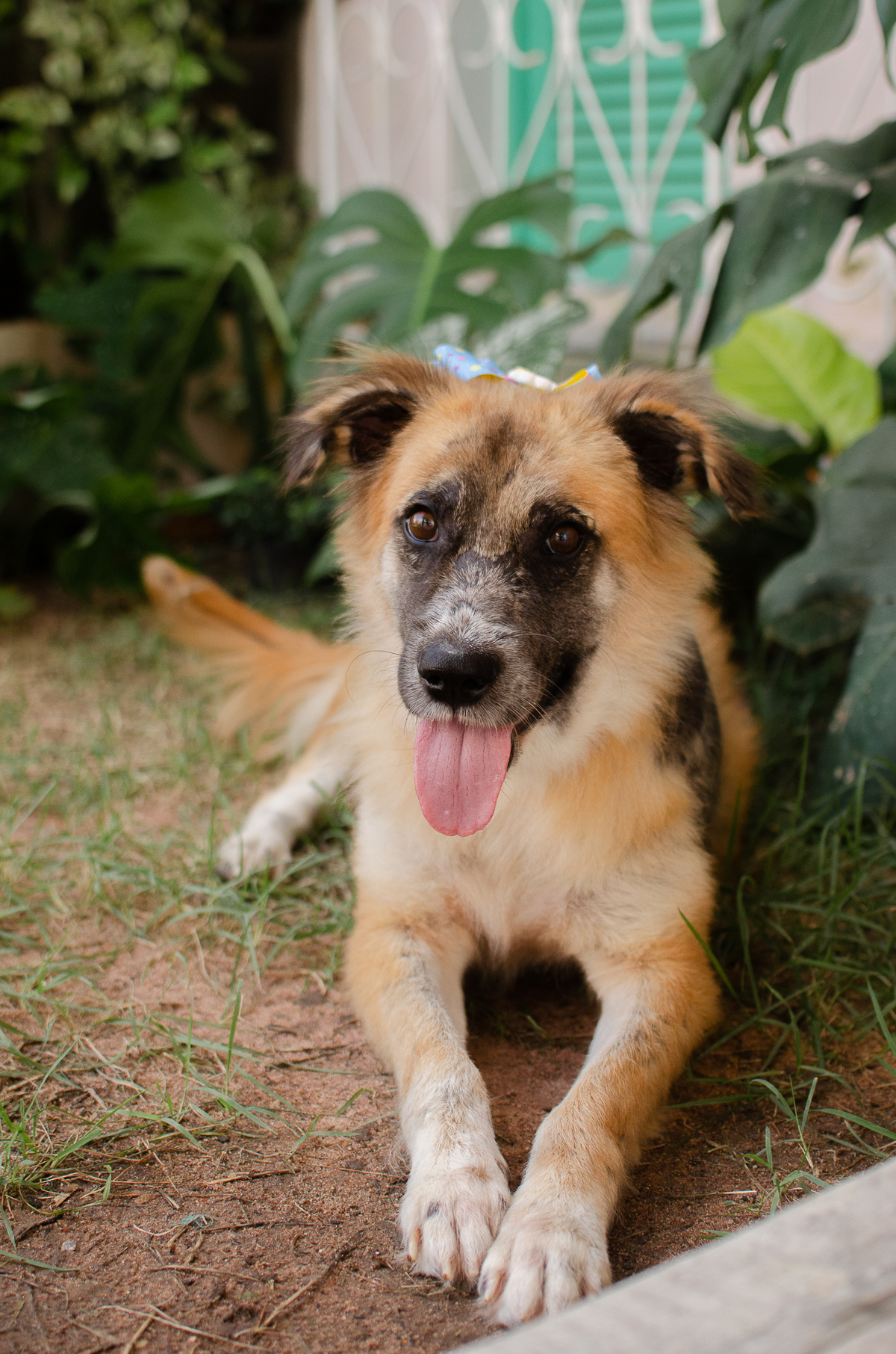 ensaio pet em natal, cachorro, fotografia de animais, fotografia pet em natal rn, fotografa pet, fotografa de cachorro, natal rn, adote um amor, goodala burguer