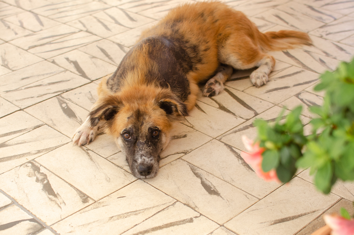 ensaio pet em natal, cachorro, fotografia de animais, fotografia pet em natal rn, fotografa pet, fotografa de cachorro, natal rn, adote um amor, goodala burguer