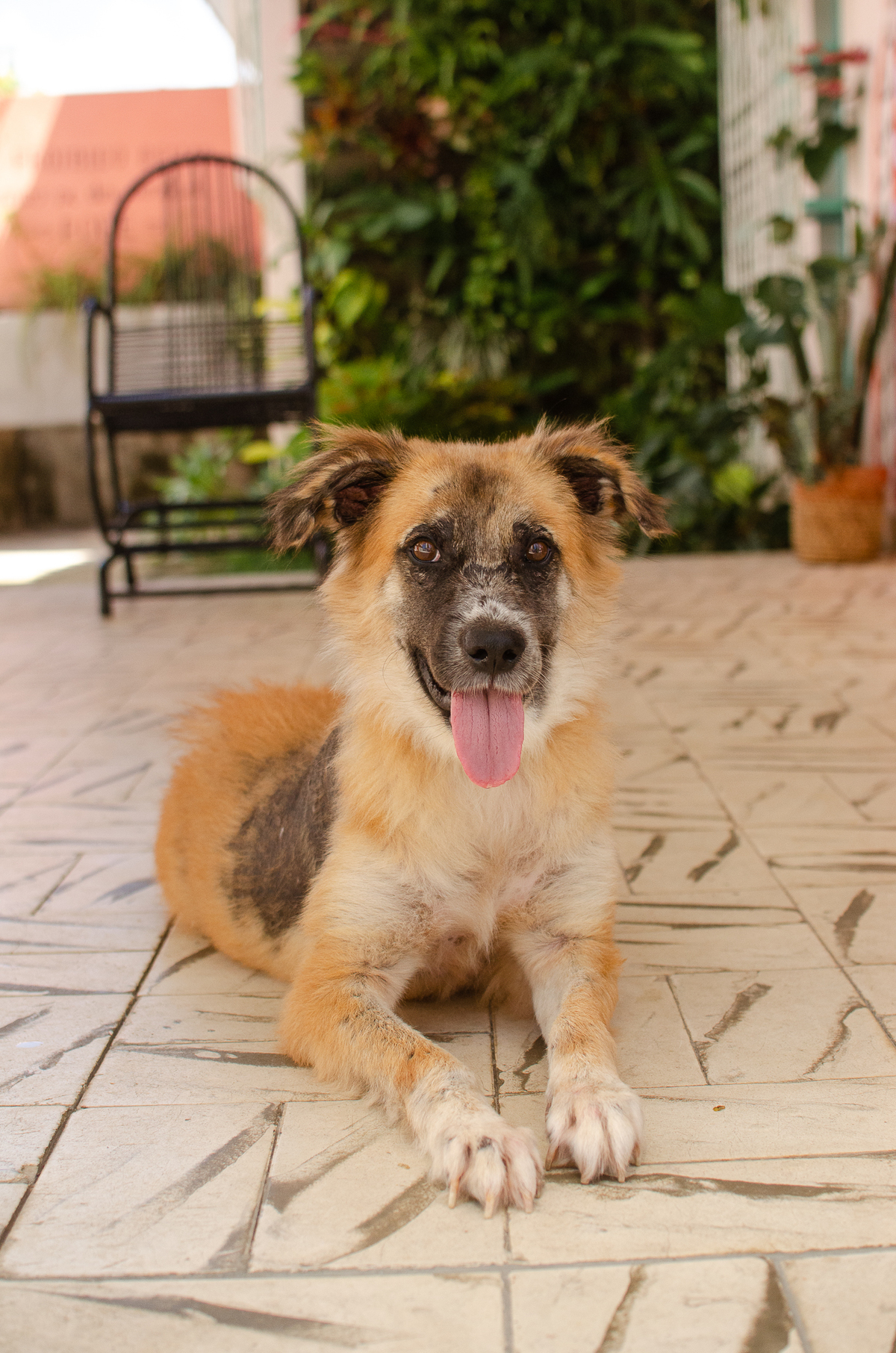 ensaio pet em natal, cachorro, fotografia de animais, fotografia pet em natal rn, fotografa pet, fotografa de cachorro, natal rn, adote um amor, goodala burguer