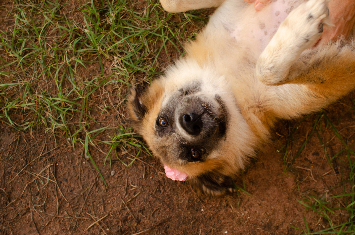 ensaio pet em natal, cachorro, fotografia de animais, fotografia pet em natal rn, fotografa pet, fotografa de cachorro, natal rn, adote um amor, goodala burguer