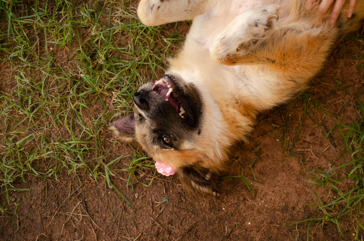 ensaio pet em natal, cachorro, fotografia de animais, fotografia pet em natal rn, fotografa pet, fotografa de cachorro, natal rn, adote um amor, goodala burguer