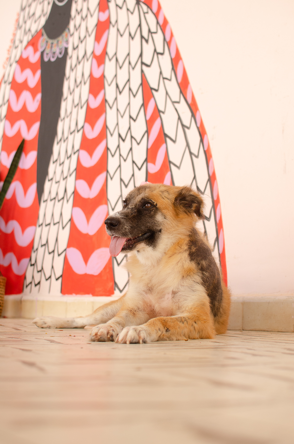 ensaio pet em natal, cachorro, fotografia de animais, fotografia pet em natal rn, fotografa pet, fotografa de cachorro, natal rn, adote um amor, goodala burguer