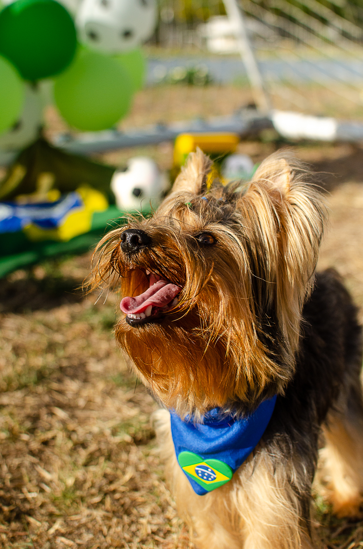aniversario pet, festa pet, fotografia pet em natal, ufrn