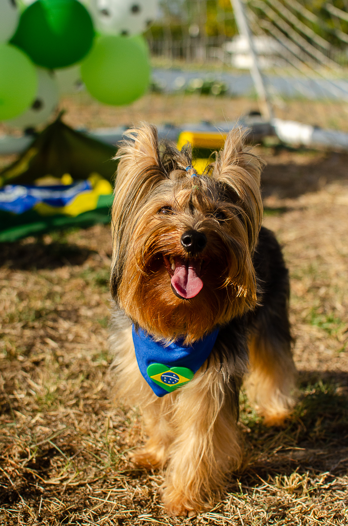 aniversario pet, festa pet, fotografia pet em natal, ufrn