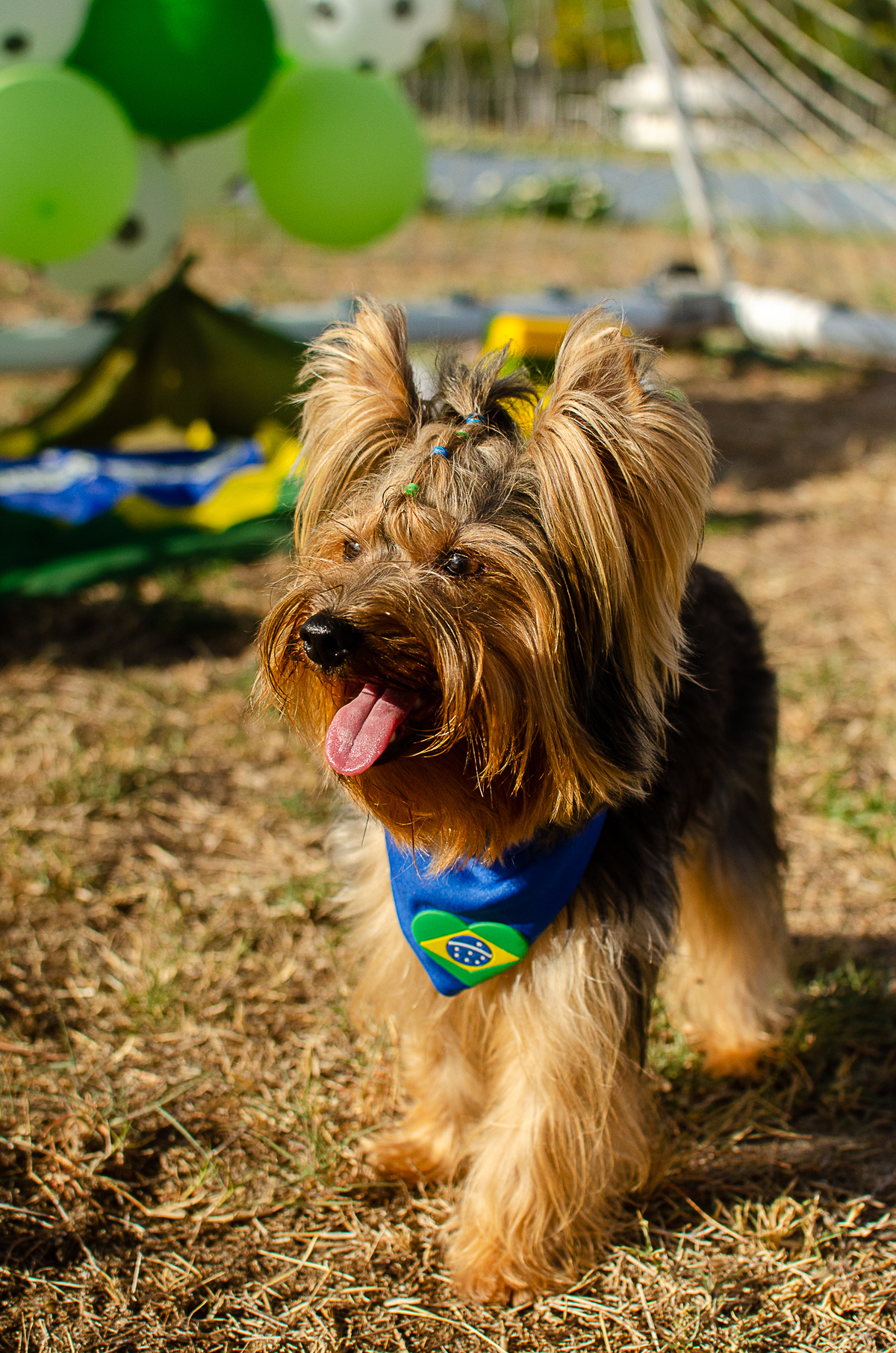 aniversario pet, festa pet, fotografia pet em natal, ufrn