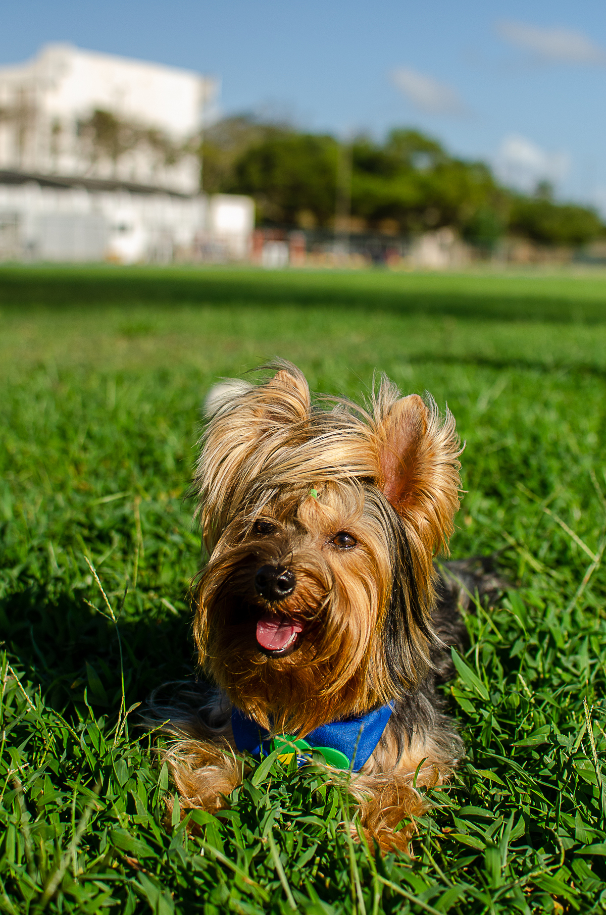 aniversario pet, festa pet, fotografia pet em natal, ufrn
