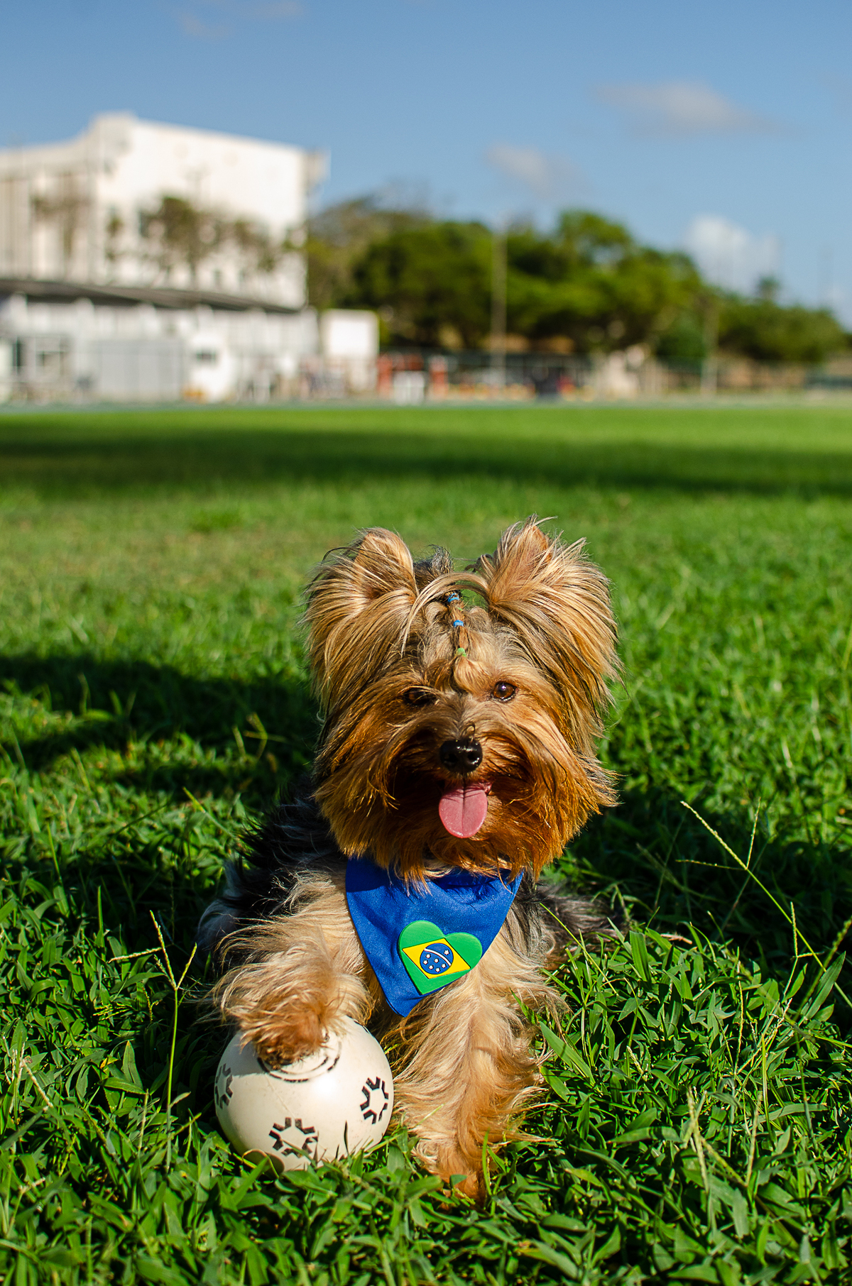 aniversario pet, festa pet, fotografia pet em natal, ufrn