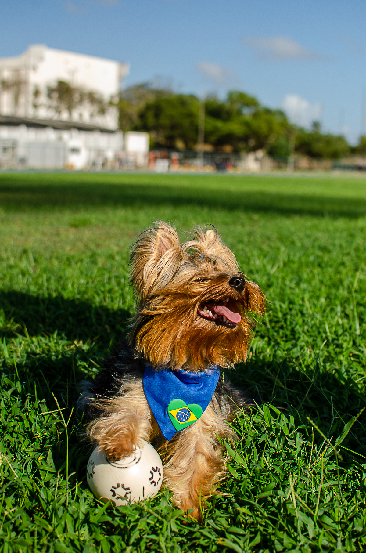 aniversario pet, festa pet, fotografia pet em natal, ufrn