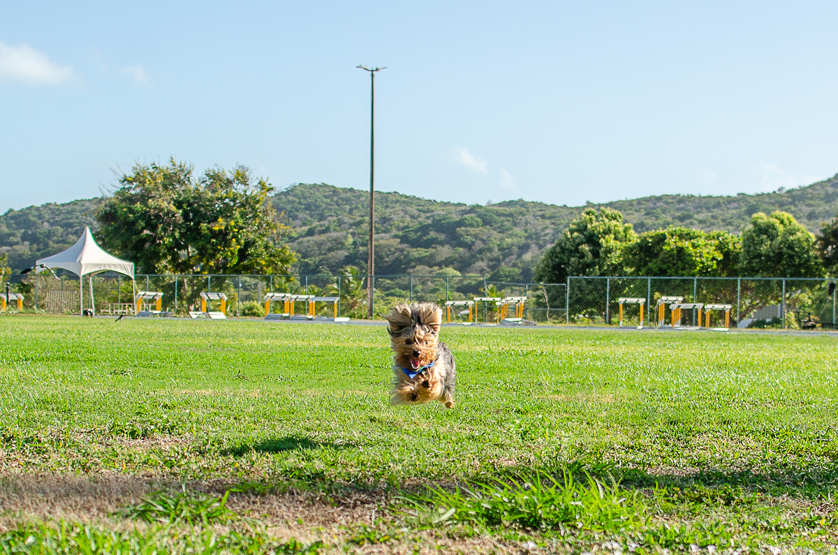 aniversario pet, festa pet, fotografia pet em natal, ufrn