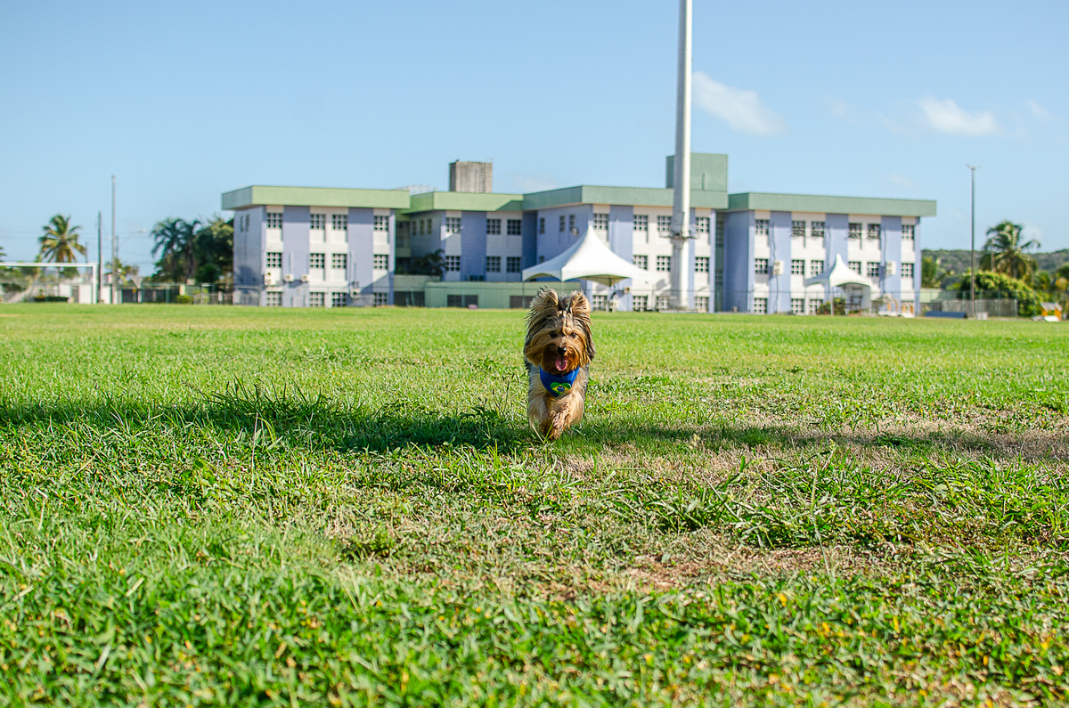 aniversario pet, festa pet, fotografia pet em natal, ufrn