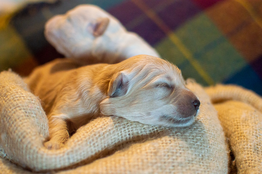 Ensaio Pet em Natal/RN, Fotografia Pet em Natal/RN, Ensaio externo