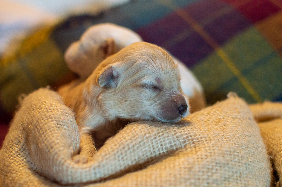 Ensaio Pet em Natal/RN, Fotografia Pet em Natal/RN, Ensaio externo