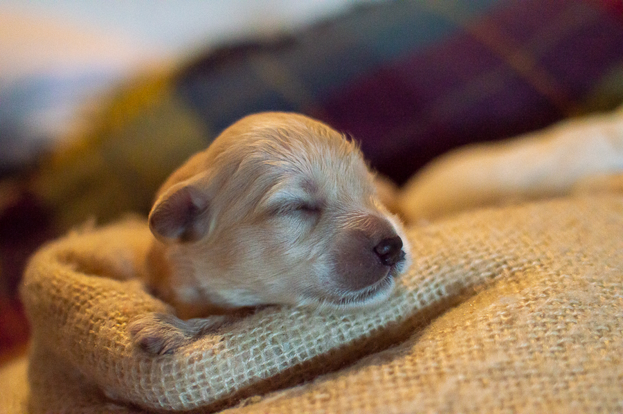 Ensaio Pet em Natal/RN, Fotografia Pet em Natal/RN, Ensaio externo