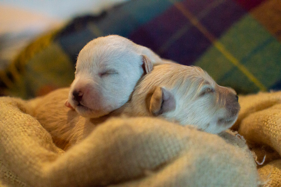 Ensaio Pet em Natal/RN, Fotografia Pet em Natal/RN, Ensaio externo