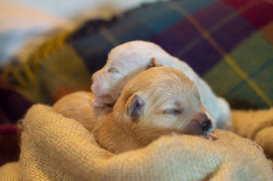 Ensaio Pet em Natal/RN, Fotografia Pet em Natal/RN, Ensaio externo