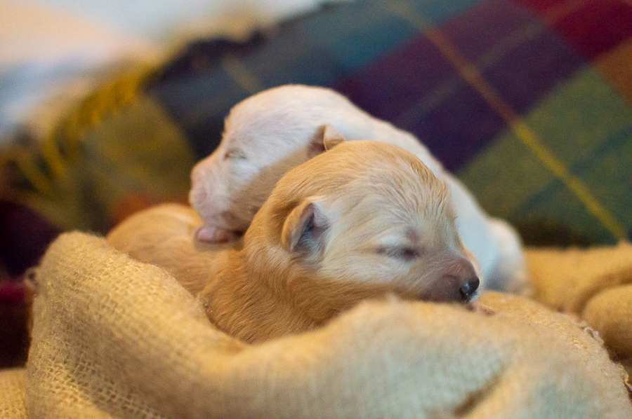 Ensaio Pet em Natal/RN, Fotografia Pet em Natal/RN, Ensaio externo