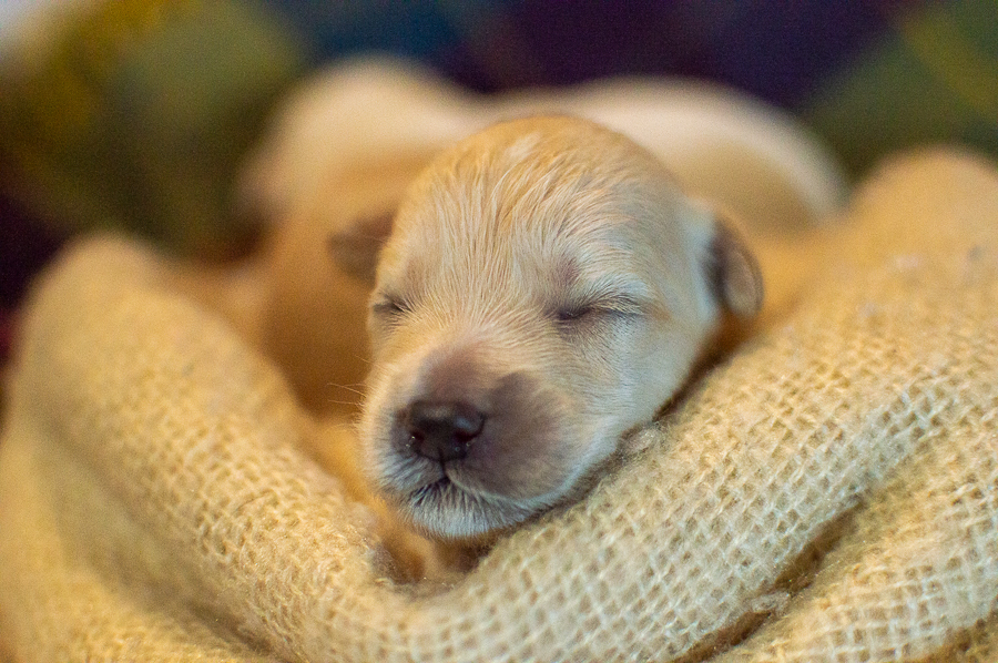 Ensaio Pet em Natal/RN, Fotografia Pet em Natal/RN, Ensaio externo