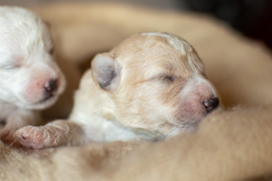 Ensaio Pet em Natal/RN, Fotografia Pet em Natal/RN, Ensaio externo