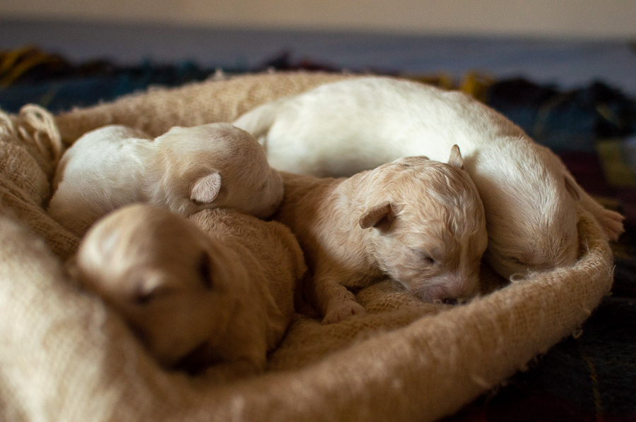 Ensaio Pet em Natal/RN, Fotografia Pet em Natal/RN, Ensaio externo