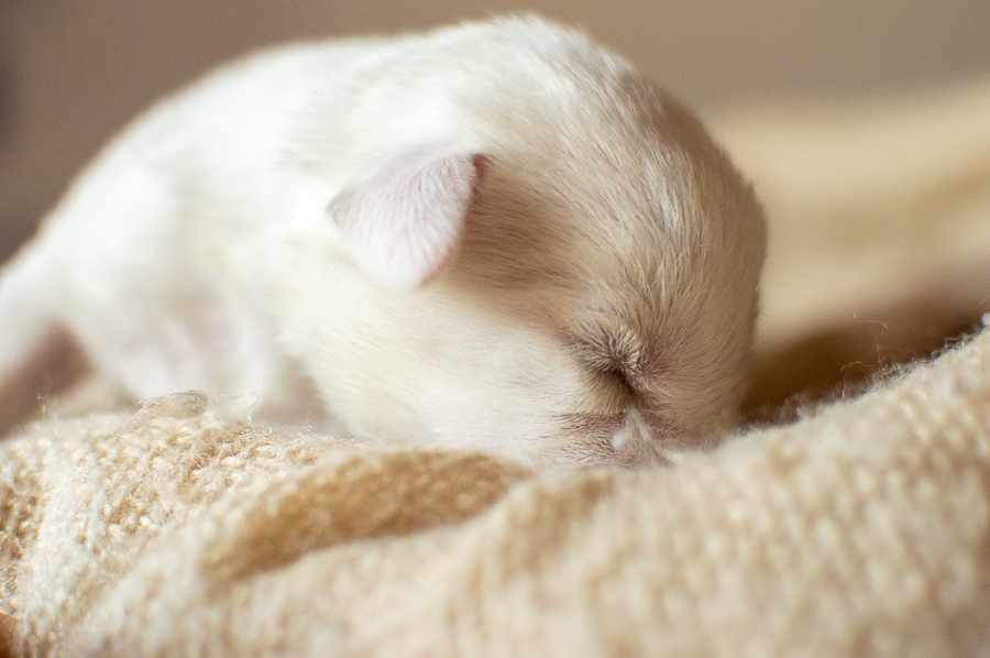 Ensaio Pet em Natal/RN, Fotografia Pet em Natal/RN, Ensaio externo