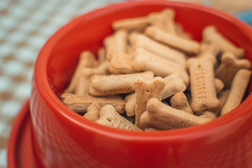 Ensaio Pet em Natal/RN, Fotografia Pet em Natal/RN, Aniversário Pet em Natal/RN