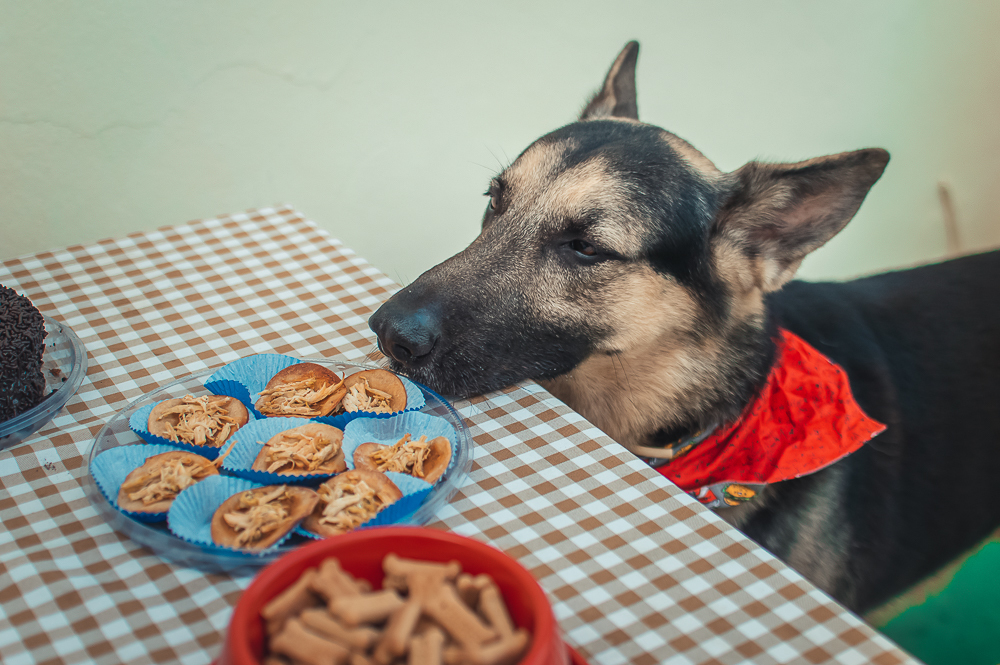 Ensaio Pet em Natal/RN, Fotografia Pet em Natal/RN, Aniversário Pet em Natal/RN