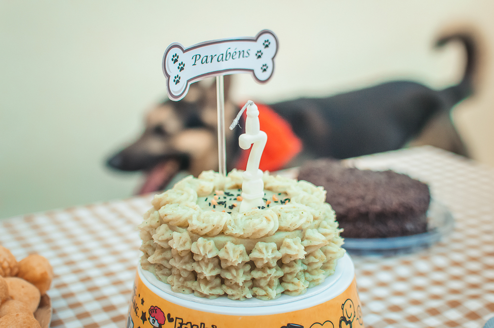 Ensaio Pet em Natal/RN, Fotografia Pet em Natal/RN, Aniversário Pet em Natal/RN