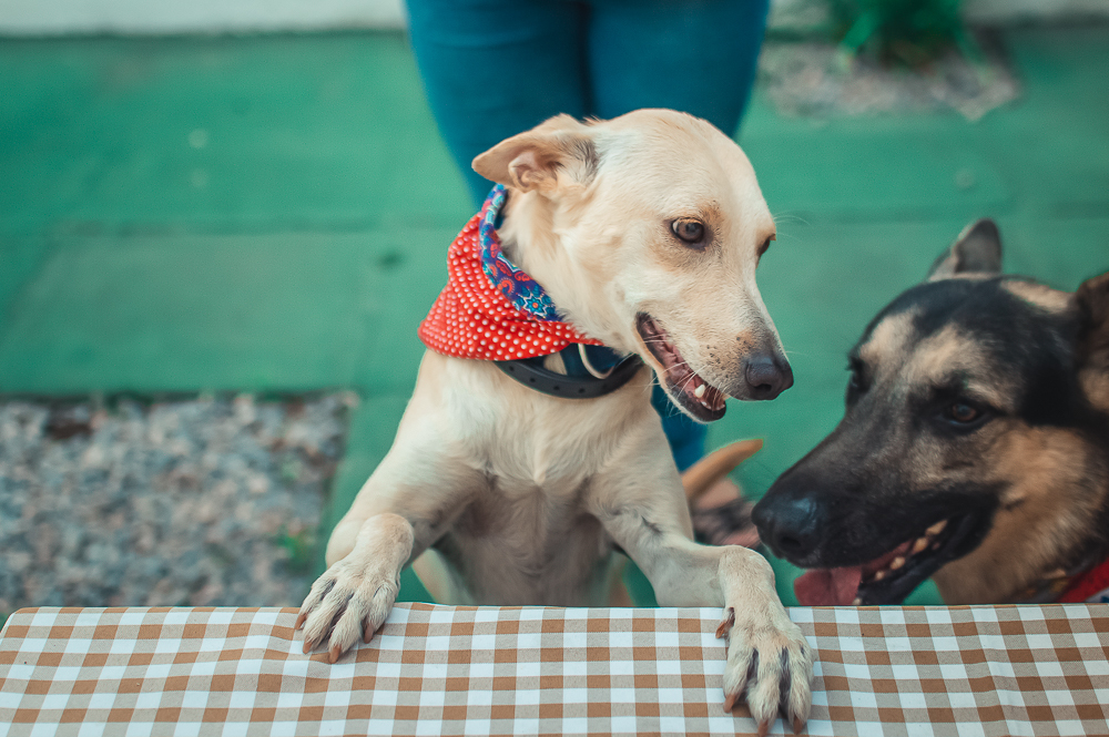 Ensaio Pet em Natal/RN, Fotografia Pet em Natal/RN, Aniversário Pet em Natal/RN