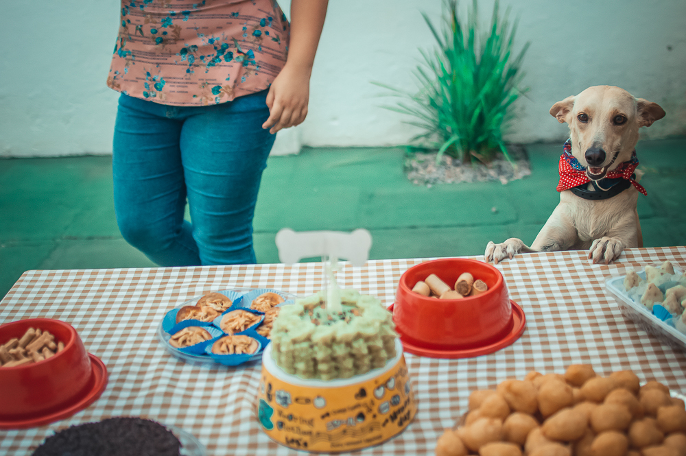 Ensaio Pet em Natal/RN, Fotografia Pet em Natal/RN, Aniversário Pet em Natal/RN
