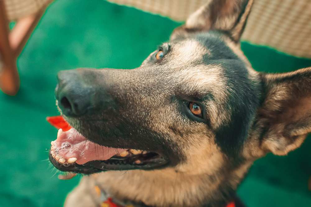 Ensaio Pet em Natal/RN, Fotografia Pet em Natal/RN, Aniversário Pet em Natal/RN