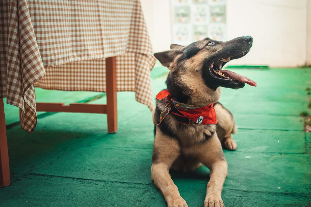 Ensaio Pet em Natal/RN, Fotografia Pet em Natal/RN, Aniversário Pet em Natal/RN
