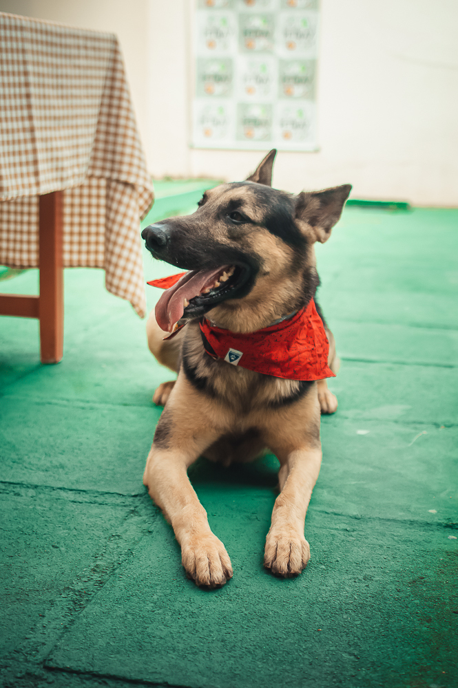 Ensaio Pet em Natal/RN, Fotografia Pet em Natal/RN, Aniversário Pet em Natal/RN