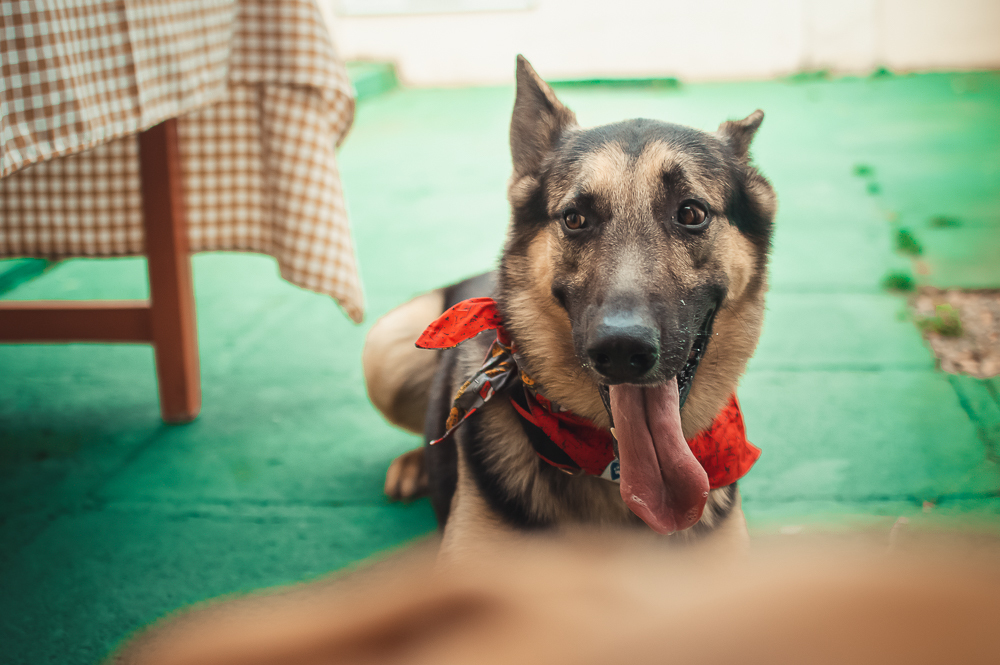 Ensaio Pet em Natal/RN, Fotografia Pet em Natal/RN, Aniversário Pet em Natal/RN