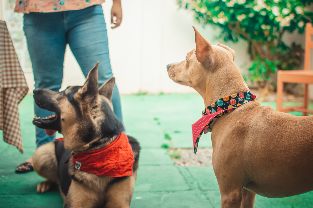 Ensaio Pet em Natal/RN, Fotografia Pet em Natal/RN, Aniversário Pet em Natal/RN