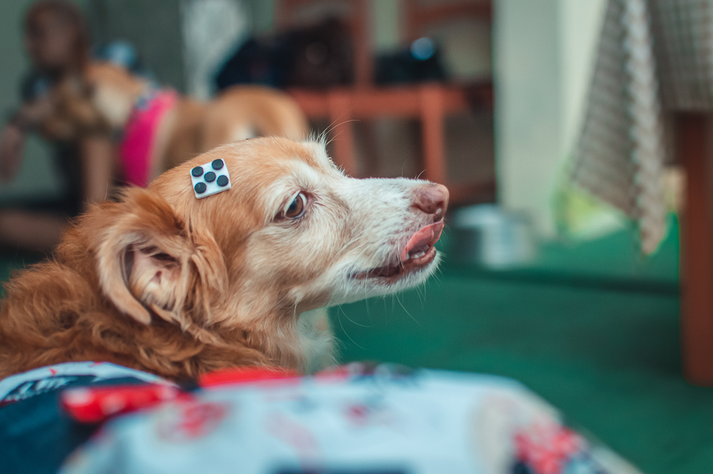 Ensaio Pet em Natal/RN, Fotografia Pet em Natal/RN, Aniversário Pet em Natal/RN