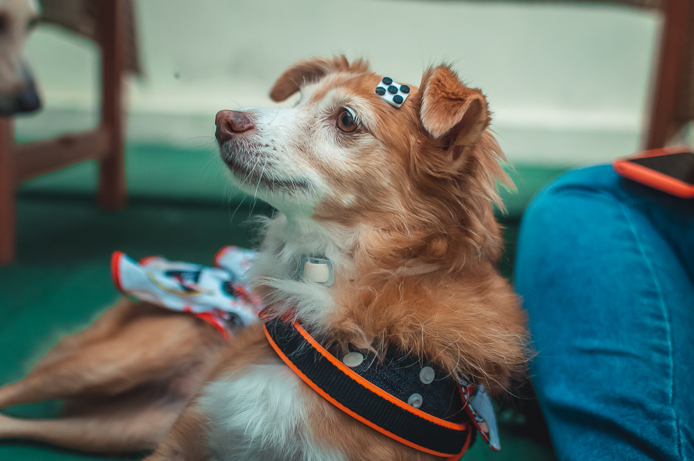 Ensaio Pet em Natal/RN, Fotografia Pet em Natal/RN, Aniversário Pet em Natal/RN