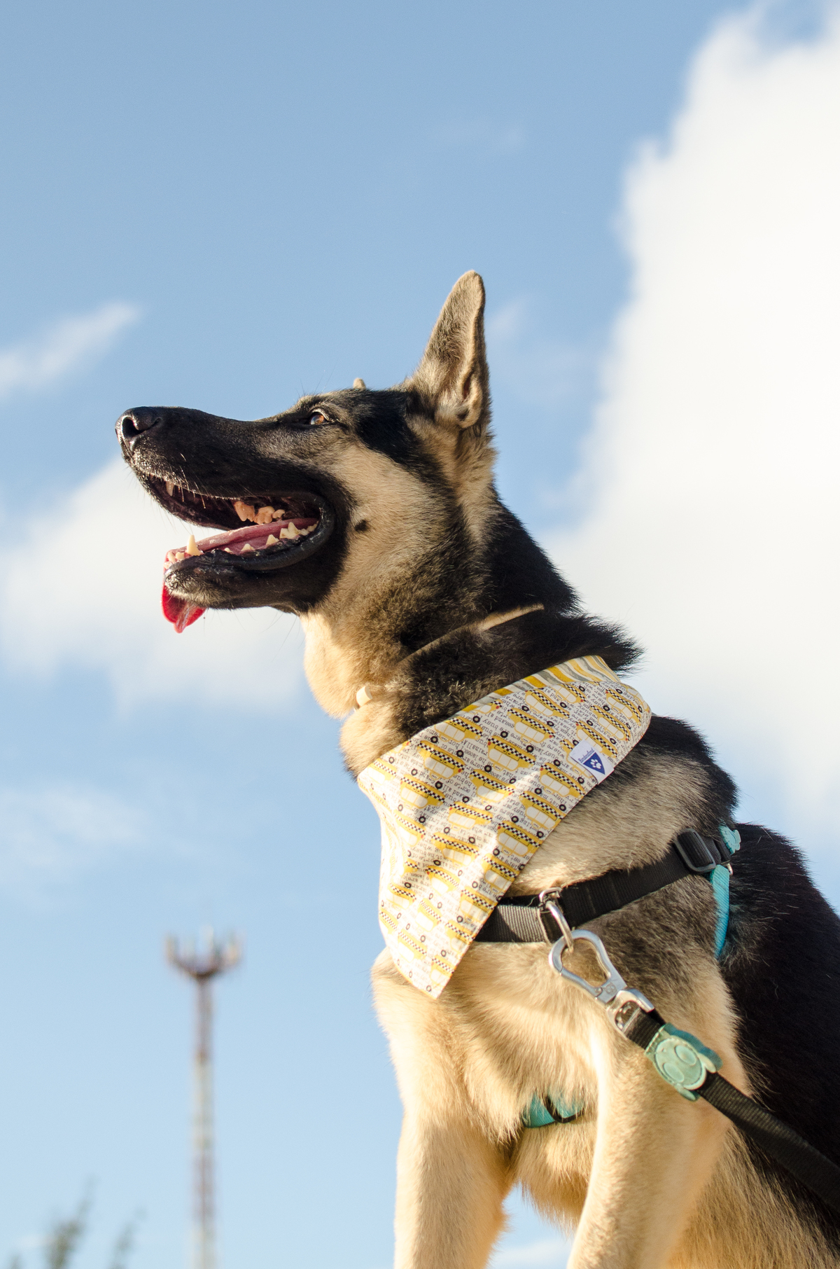 Ensaio Pet em Natal/RN, Fotografia Pet em Natal/RN, Fotografia para marcas pet em Natal/RN