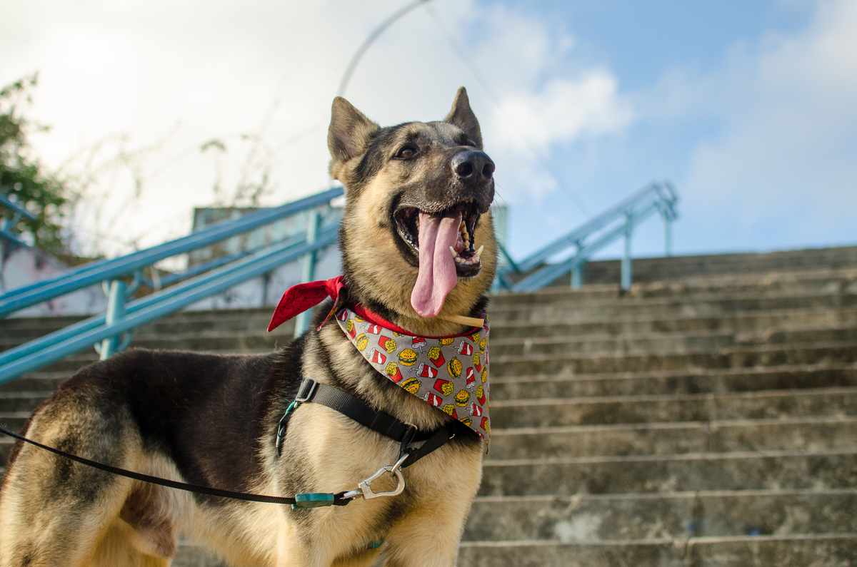 Ensaio Pet em Natal/RN, Fotografia Pet em Natal/RN, Fotografia para marcas pet em Natal/RN