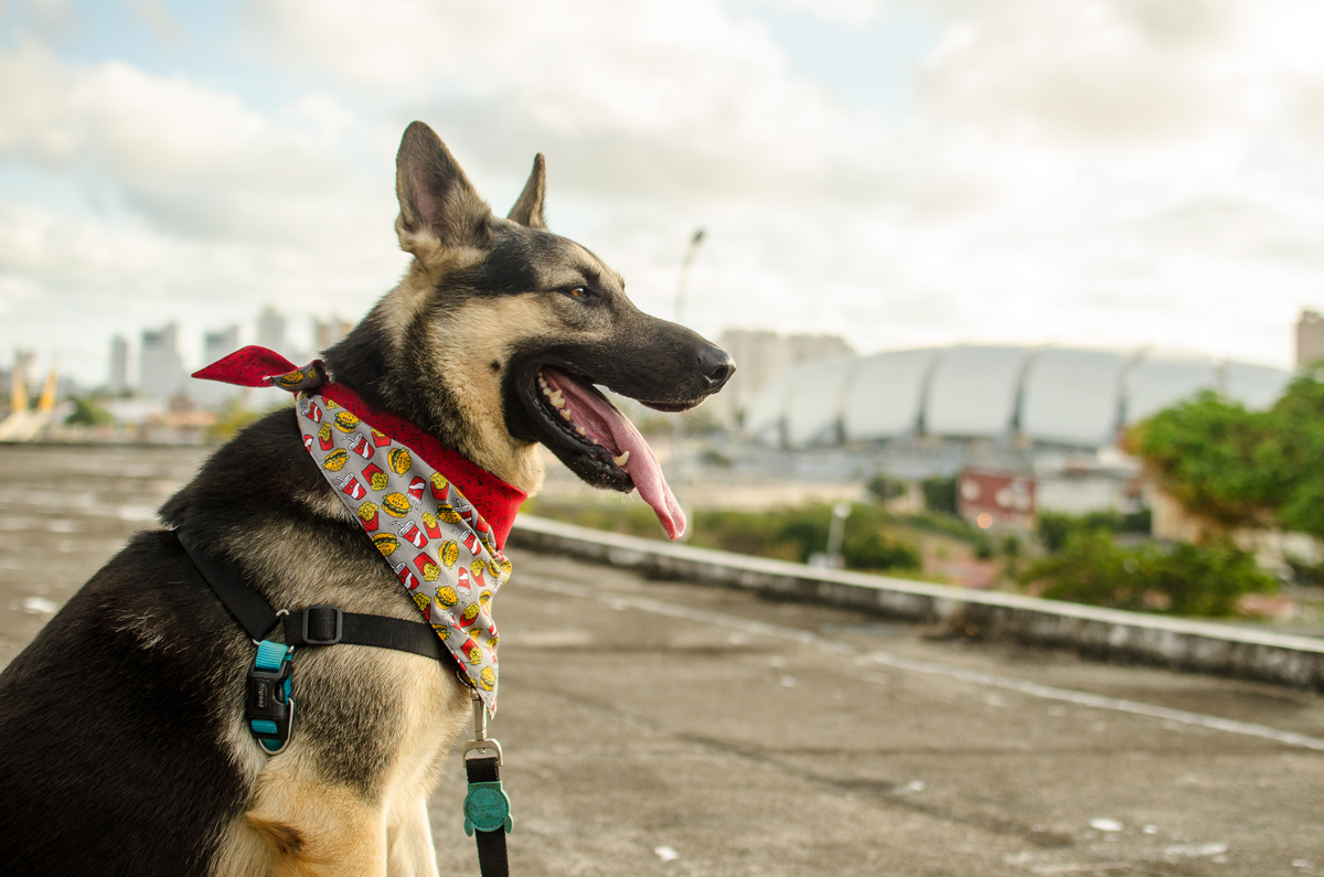 Ensaio Pet em Natal/RN, Fotografia Pet em Natal/RN, Fotografia para marcas pet em Natal/RN
