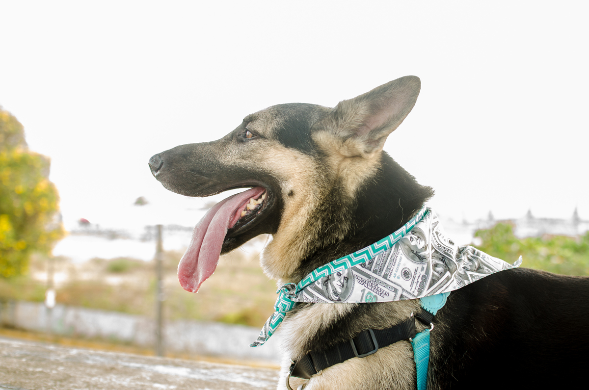 Ensaio Pet em Natal/RN, Fotografia Pet em Natal/RN, Fotografia para marcas pet em Natal/RN