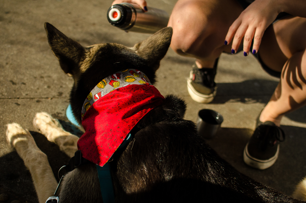 Ensaio Pet em Natal/RN, Fotografia Pet em Natal/RN, Fotografia para marcas pet em Natal/RN