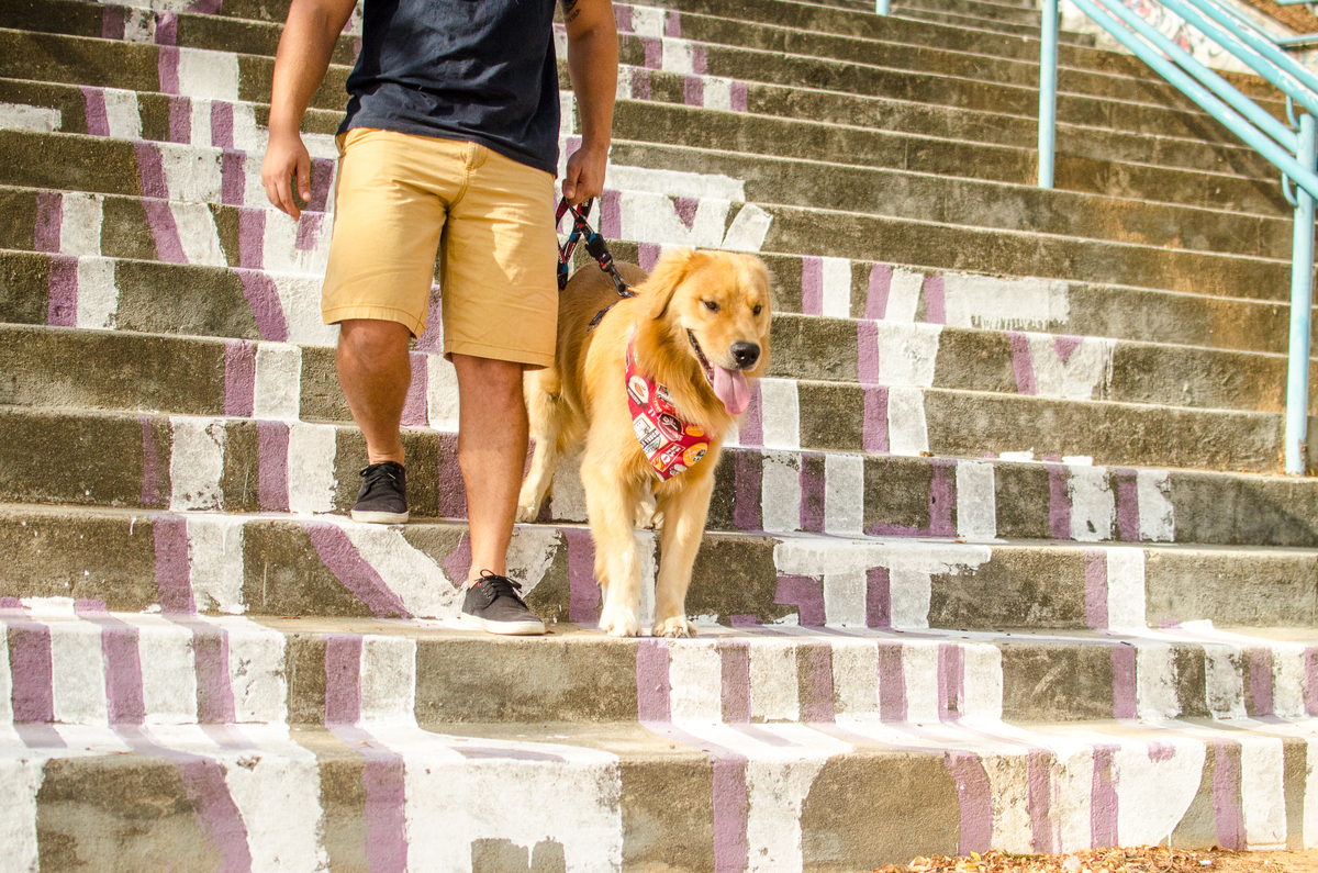 Ensaio Pet em Natal/RN, Fotografia Pet em Natal/RN, Fotografia para marcas pet em Natal/RN