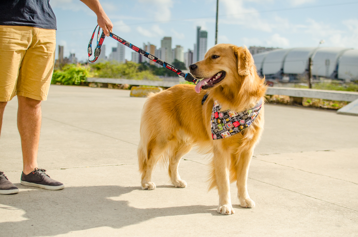 Ensaio Pet em Natal/RN, Fotografia Pet em Natal/RN, Fotografia para marcas pet em Natal/RN