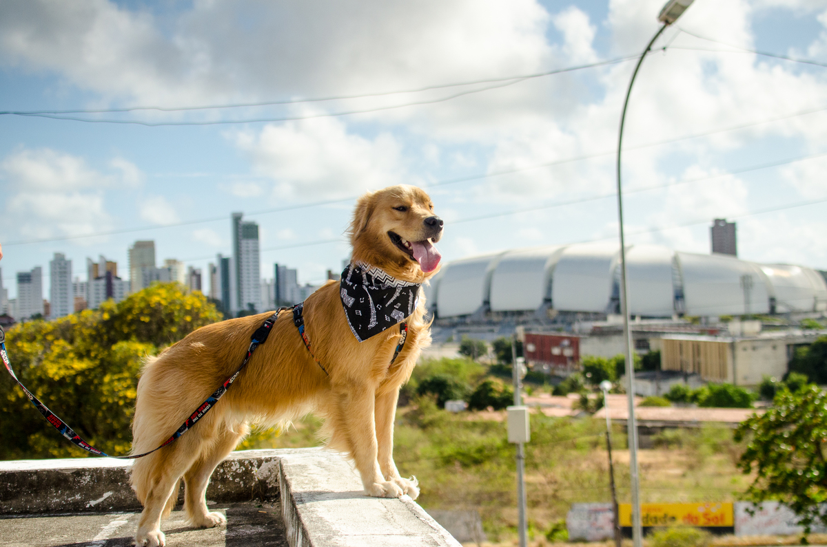 Ensaio Pet em Natal/RN, Fotografia Pet em Natal/RN, Fotografia para marcas pet em Natal/RN