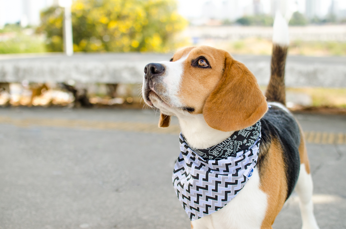 Ensaio Pet em Natal/RN, Fotografia Pet em Natal/RN, Fotografia para marcas pet em Natal/RN